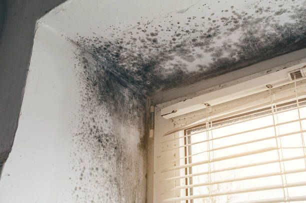 Affordable Mold Removal solutions in Jbsa Ft Sam Houston, TX